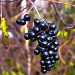 close-up-of-a-branch-of-european-elderberry-royalty-free-image-1690215453.jpg